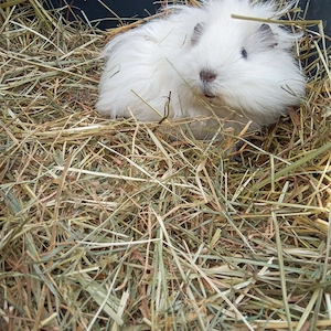  Junge wuschelige Meerschweinchen Mai 2026 m w u Liebhabertier Dame weiß Lunkaya weiß California Bild 6