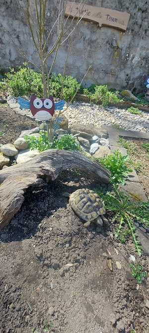 Weibliche Griechische Landschildkröte eierlegend (Thb) 2006