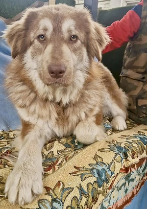 Schönheit Ilvy, verschmuste Hündin sucht ihre Menschen