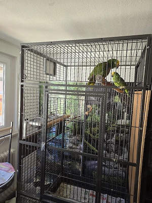 Gelbscheitelamazonen zuchtpaar