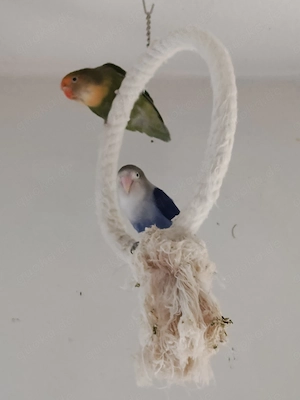 Zwergpapagei Agaponiden 3stk 