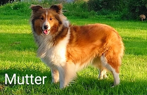 Sheltie Welpen suchen ein neues Zuhause. Bild 5