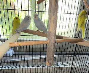 noch vier bunte Wellensittiche zu verkaufen 