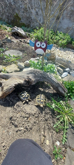 Griechische Landschildkröten NZ 2023 THB Testudo hermanni  boettgeri