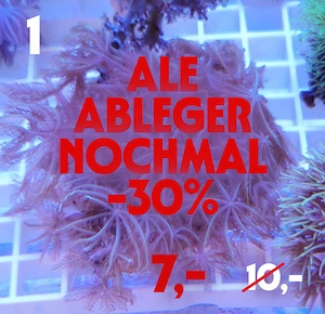 Meerwasser Korallen Ableger