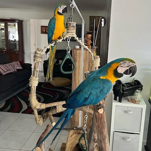 Blau-Gelbe Aras zu verkaufen