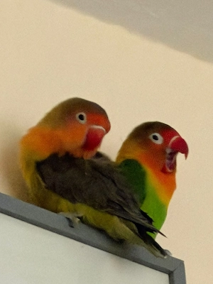 Pfirsichköpfchen-Paar in liebevolle und verantwortungsvolle Hände abzugeben