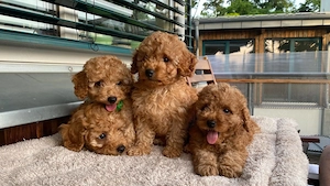 Pudelwelpen zu verkaufen