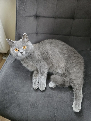 bkh kitten Wurfankündigung 