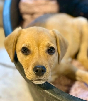 Zum Dahinschmelzen: Fritz Theo sucht seine Menschen 