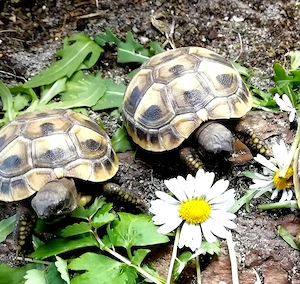 Schildkröten Babys Griechische Landschildkröte Testudo Hermanni, NZ 2025
