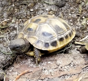 Schildkröten Babys Griechische Landschildkröte Testudo Hermanni, NZ 2025