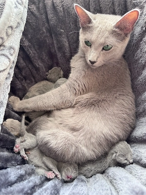  Russisch blau Kitten mit Stammbaum