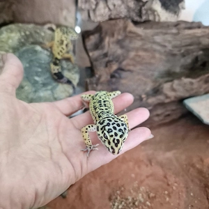 Leopardgecko Nachzuchten März 2024 