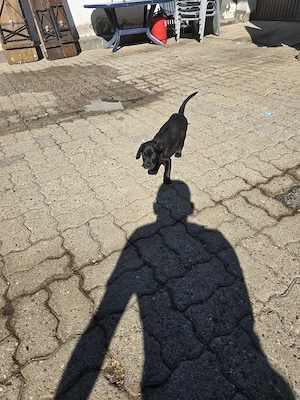 old English Bulldogge mix