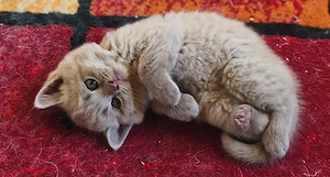 BKH Kitten 