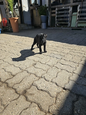 Old English Bulldogge Mix