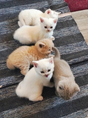 BKH Kitten 