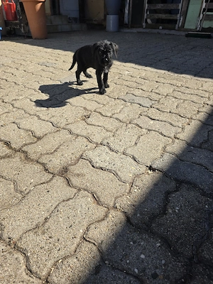 Old English Bulldogge Mix