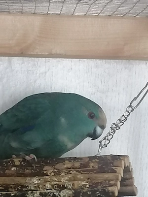 Ziegensittich Henne zu verkaufen 