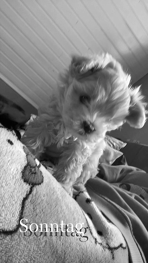 Maltipoo Weibchen zu verkaufen