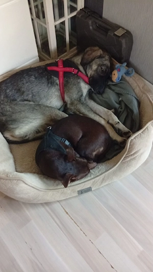 Mischlingshündin Maya 8 Monate alt