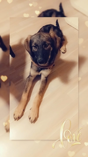 Mischlingshündin Maya 8 Monate alt