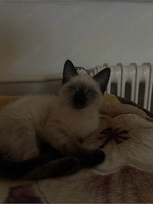 Thaikatzen (Jungen und Mädchen) 