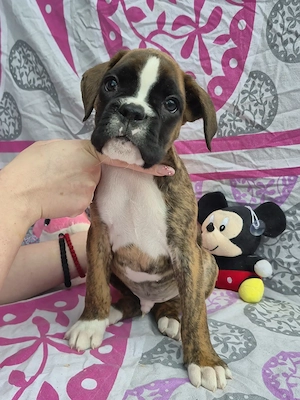 Deutsche Boxerwelpen mit FCI-Papieren