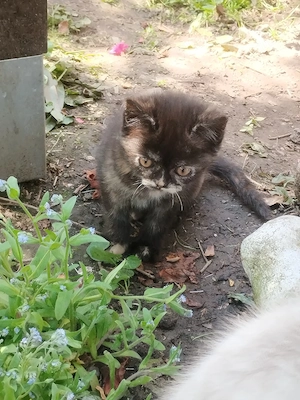 BKH-Perser Mischling  Katze Baby Glückskatze Perser BKH