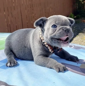 Französische Bulldoggen Welpen 