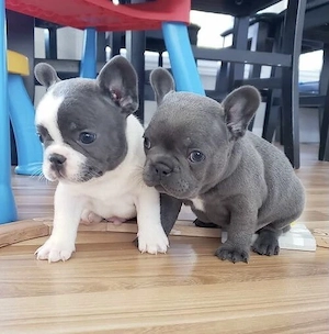 Französische Bulldoggen Welpen 