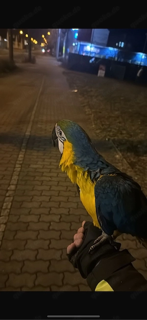 Papageien (Ara + Grün) zahm & sprechen   mit Papieren 