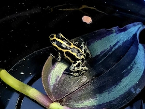 Ranitomeya amazonica french guyana 