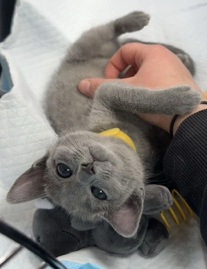Rein Rassige Russisch Blau Kitten mit Stammbaum