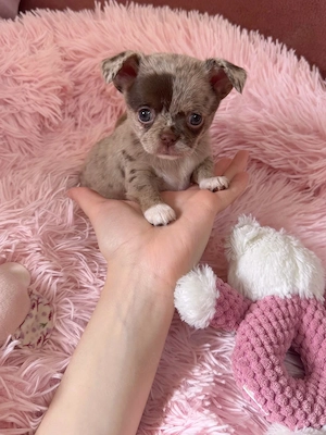 Choco Merle Chihuahua Rüde 