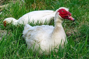 Warzenenten und Laufenten