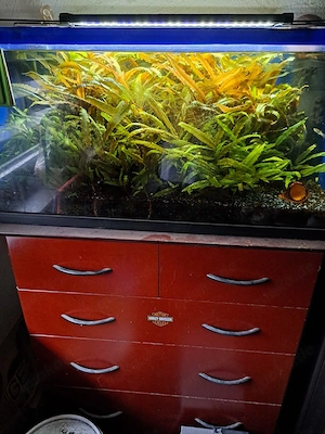 Aquarium,  3 Stück einzeln oder zusammen 