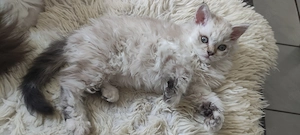 Besondere Selkirk Rex   Neva Masquarade Kätzchen !hypoallergen