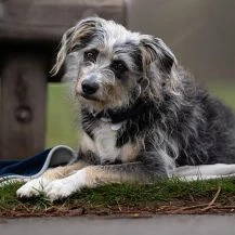 Murphy 48 cm   Neugieriger Entdecker [auf Pflegestelle in 31688 Nienstädt]