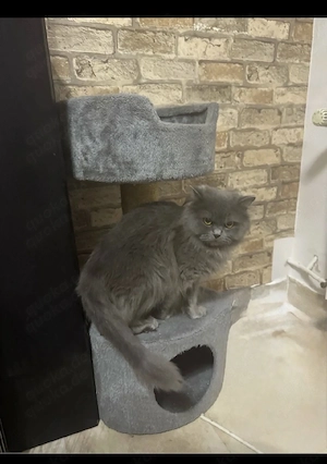 Liebevolle BLH Katze Sucht ein Neues Zuhause 