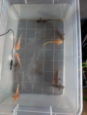 Junge Axolotls