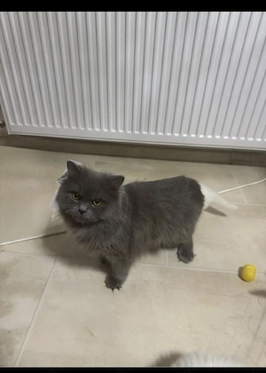 Liebevolle BLH Katze Sucht Neues Zuhause 