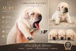 Labrador Retriever Welpen aus VDH LCD-Zucht (FCI)