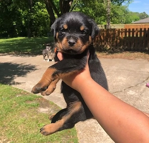 Abgabebereiter Rottweilerwelpe