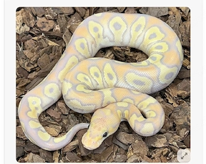 SUCHE Königspython Morph 