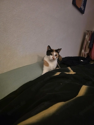 ich verkaufe schwernherzen mein katze