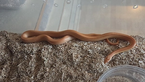 Kornnatter (Pantherophis guttatus) Bild 5