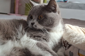 BKH Katze ( Weibchen ) 14 Monate alt 