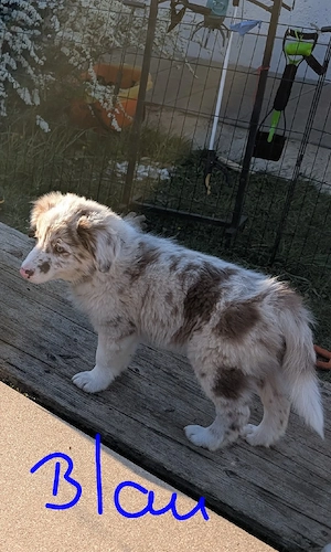  Reinrassige Bordercollie Welpen zu verkaufen 